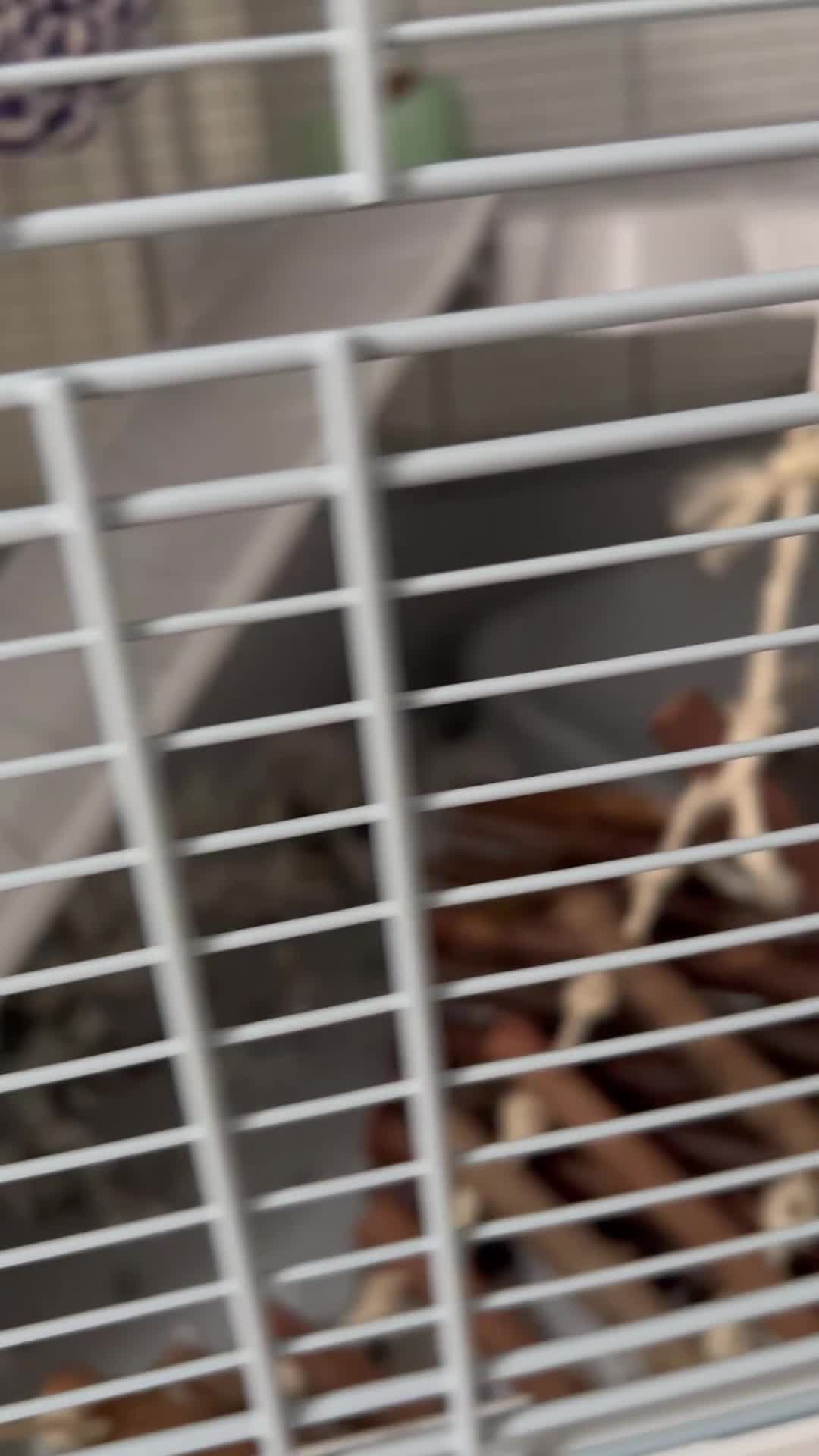 Rat rodents for sale: 2 x male dumbo rats  - Video 1