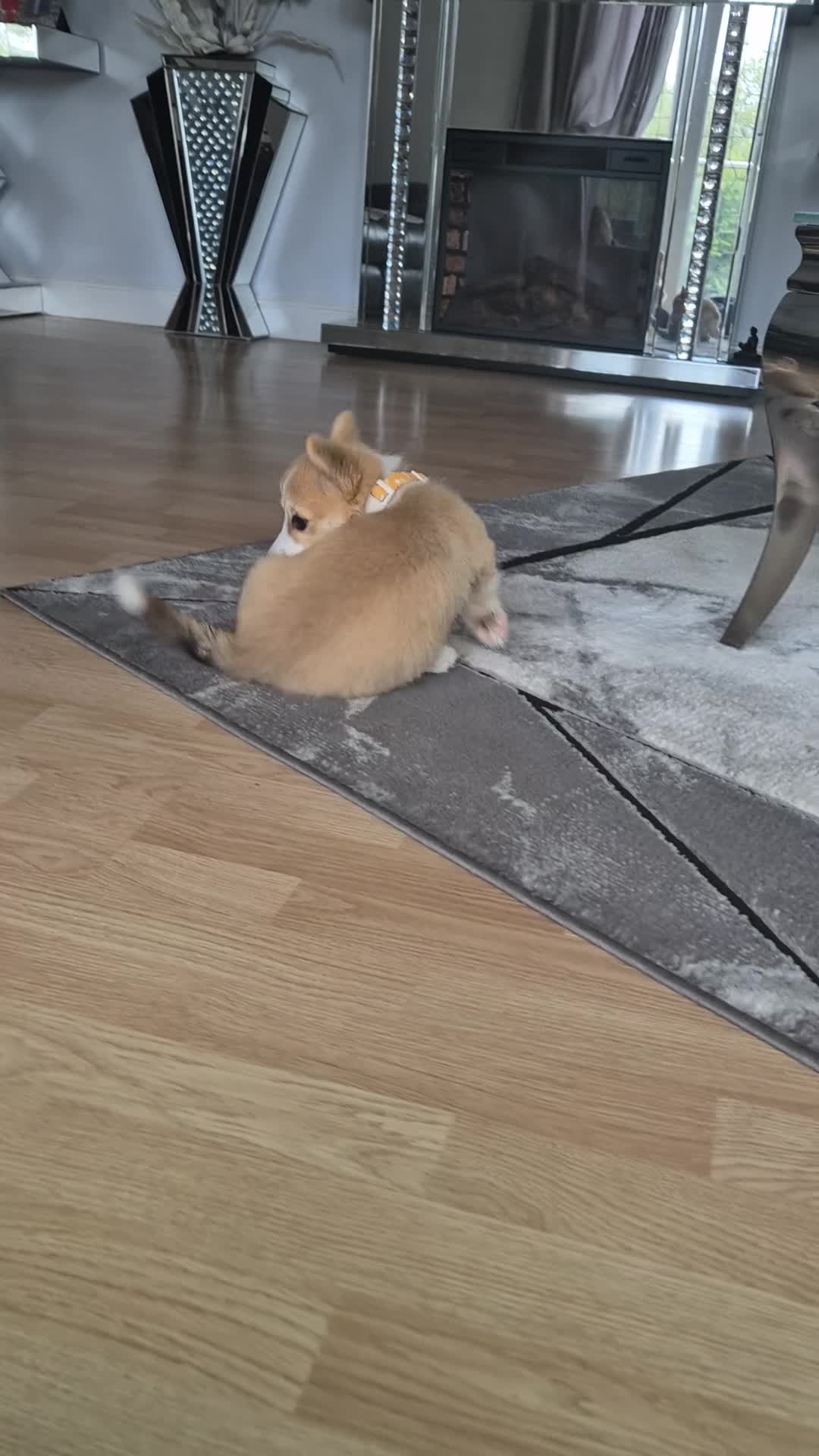 Welsh Corgi Pembroke dogs for sale: Kc registered female - Video 2