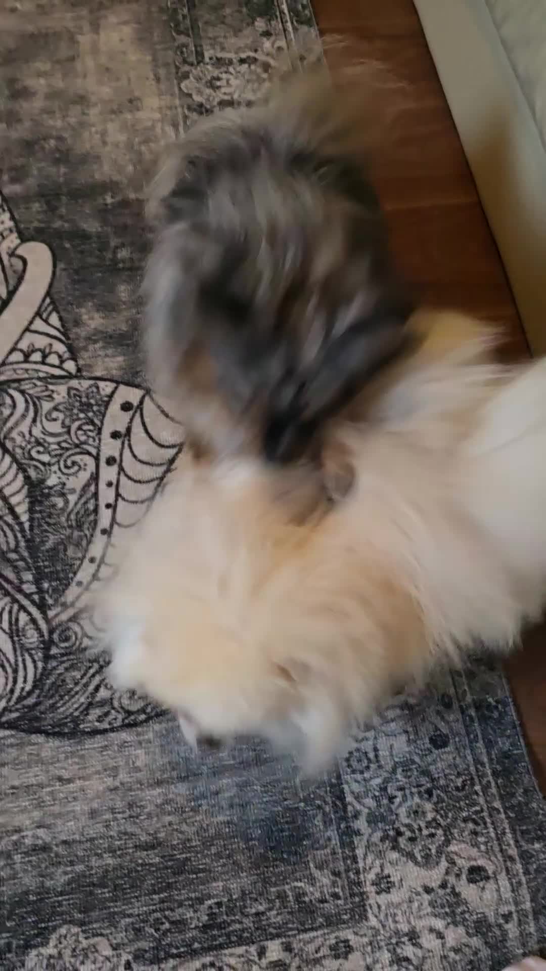 Pomeranian dogs for stud: BEAUTIFUL KC REG.KOREAN POM.BOY OPEN FOR STUD💙 in Bolton - Video 4