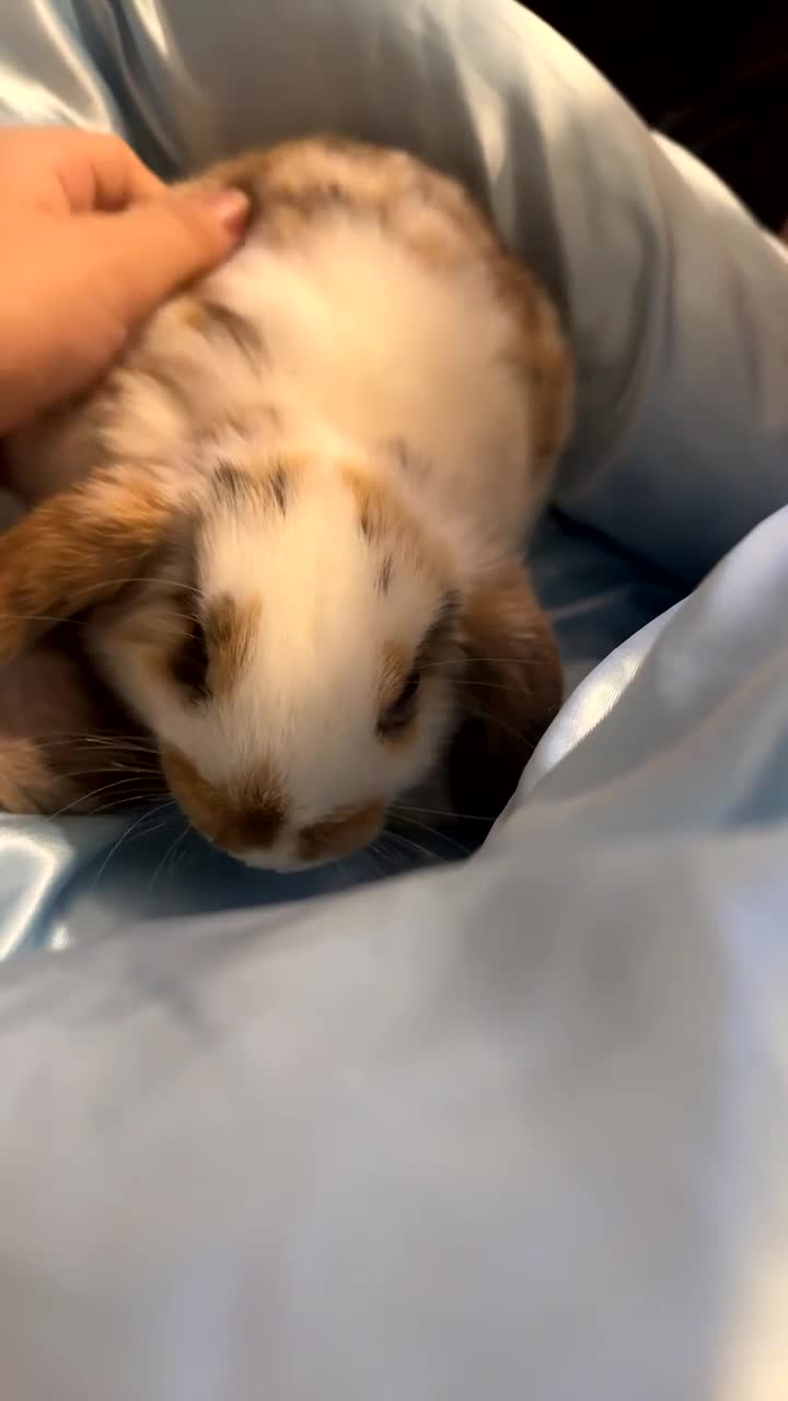 Mini Lop rabbits for sale: Beautiful friendly mini lop rabbit  in Witham - Video 1