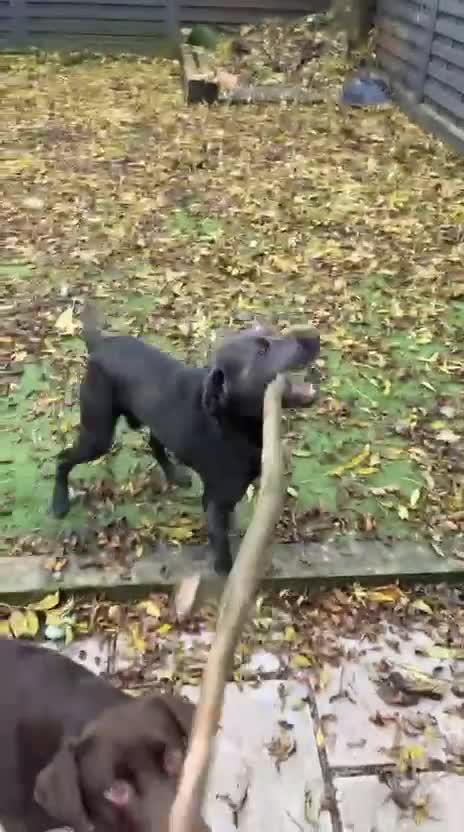 Labrador Retriever dogs for stud: Charcoal Labrador For Stud - Video 1