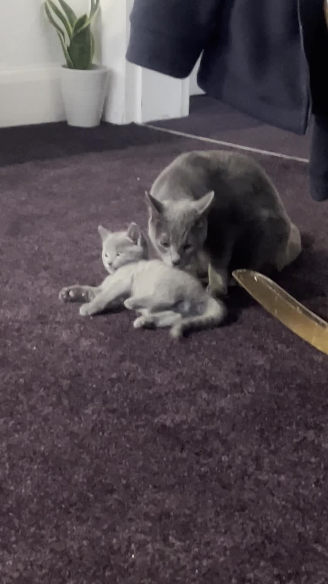 Russian Blue cats for sale: Truly Extraordinary Russian Blue x Chartreux - Video 2