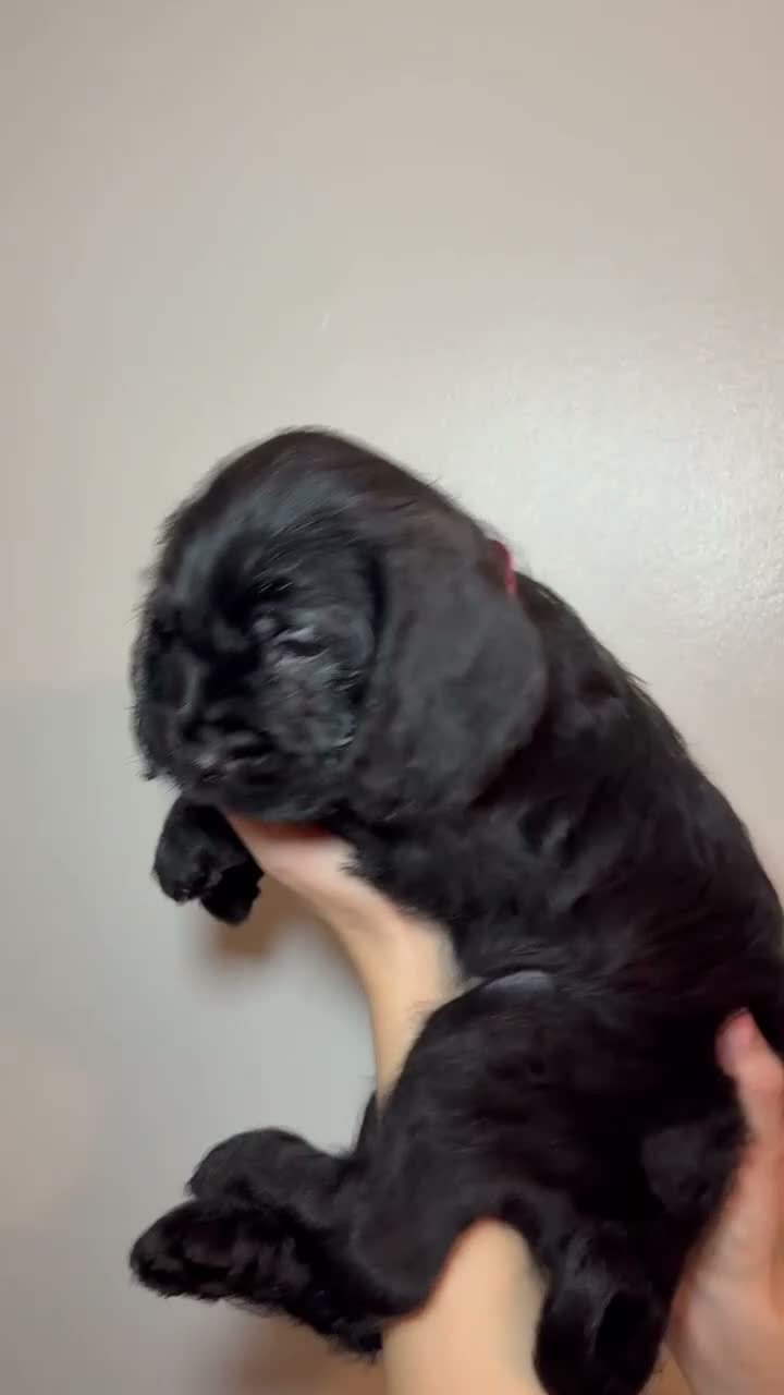 Mixed Breed dogs for sale: Gorgeous Cockapoo X shih tzu puppies🥺🐾 - Video 2