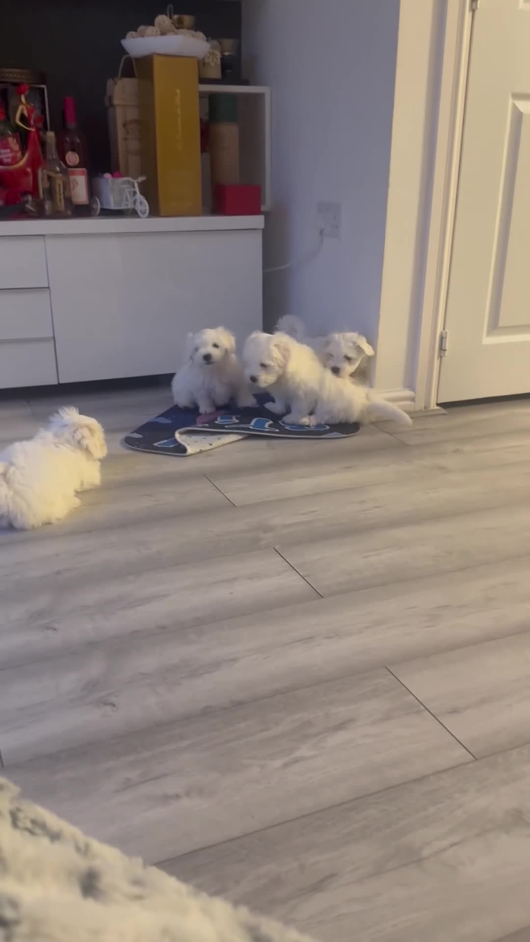 Bichon Frise dogs for sale: Bichon frise - Video 1