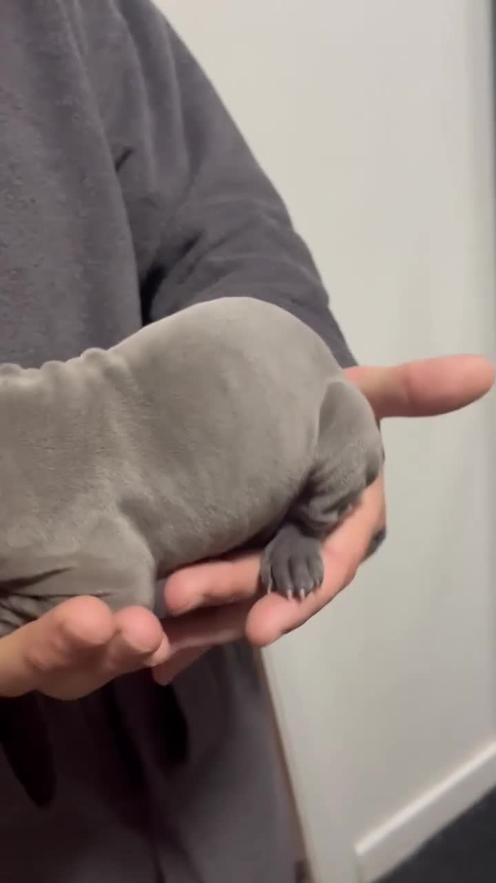 Thai Ridgeback dogs for sale: (New pictures)Thai Ridgeback puppy’s 🏆 - Video 1