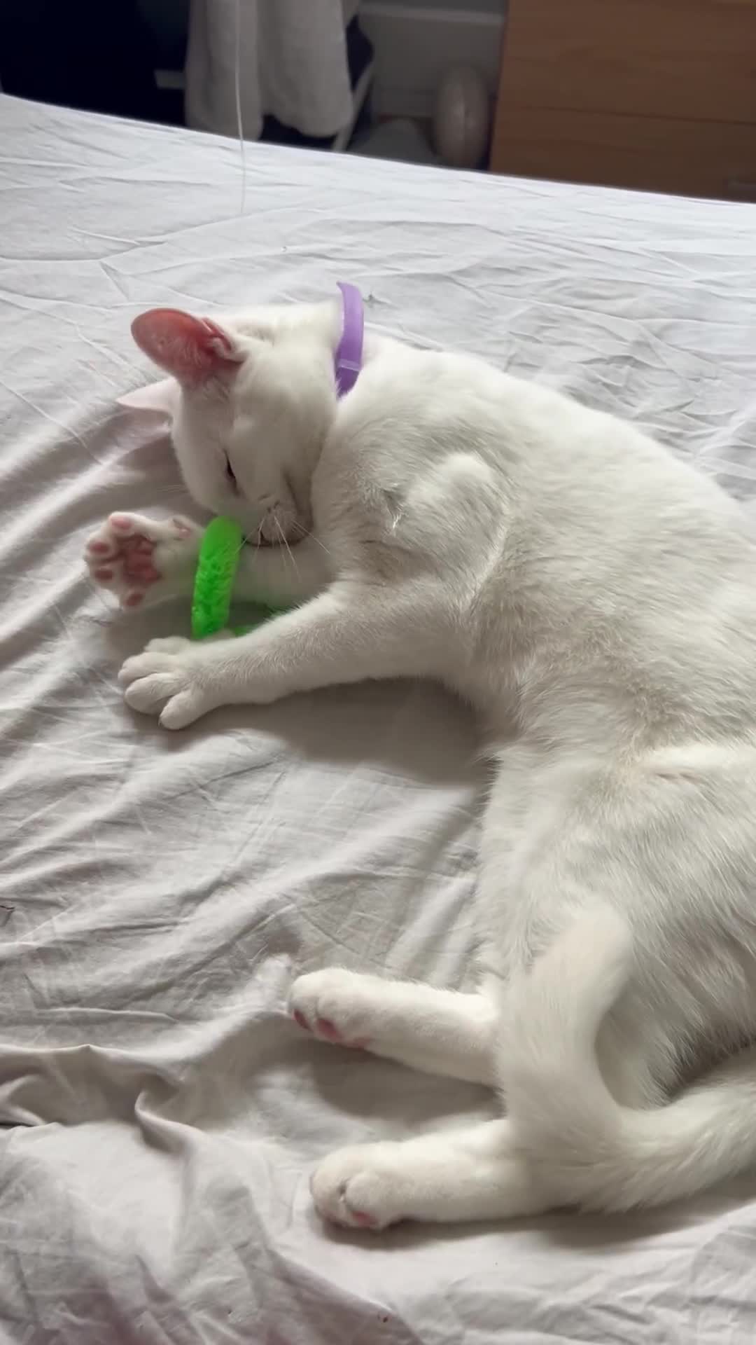 British Shorthair cats for sale: The Loveliest Boy - Video 2