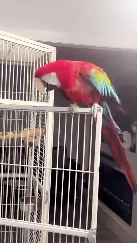 Macaws birds for sale: GreenWing Macaw for Sale - Video 1