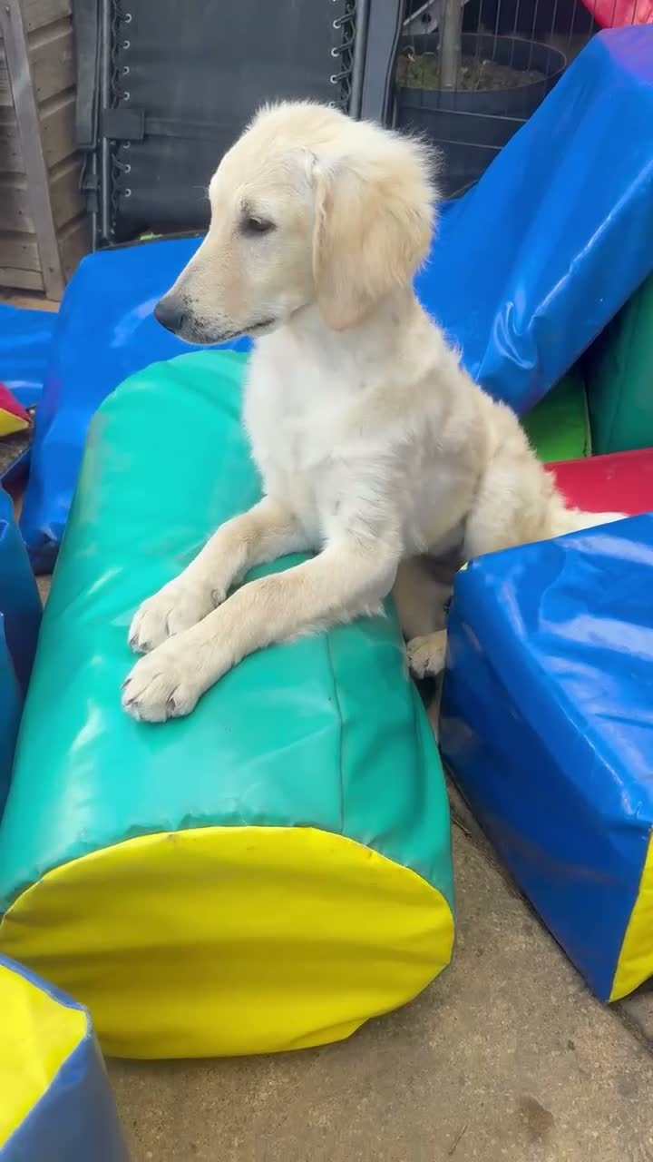 Goldendoodle dogs for sale: 🐾 Goldendoodle large girl ready now 🐾 - Video 1