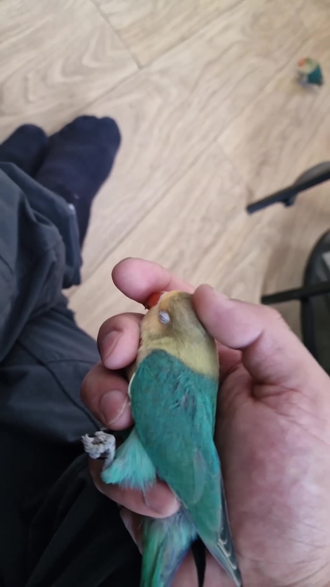 Lovebirds birds for sale: Beautiful paired lovebirds Price reduced from £220 - Video 2