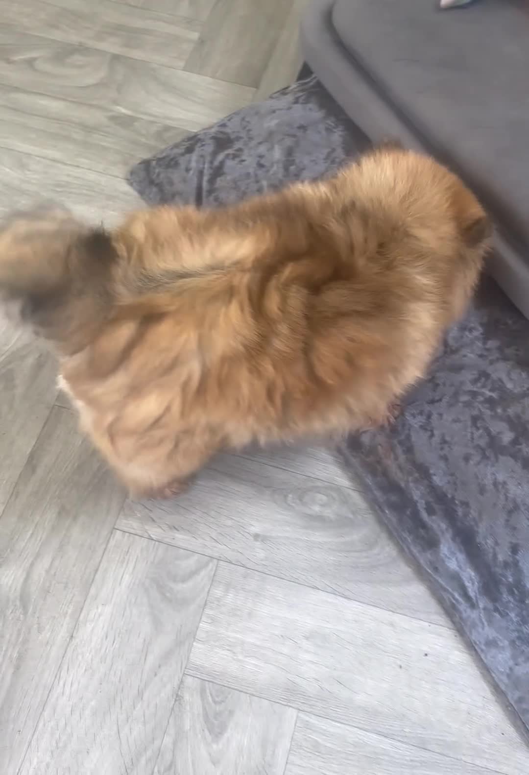 Pomeranian dogs for sale: KC Reg Adult Female Pomeranian - Video 1