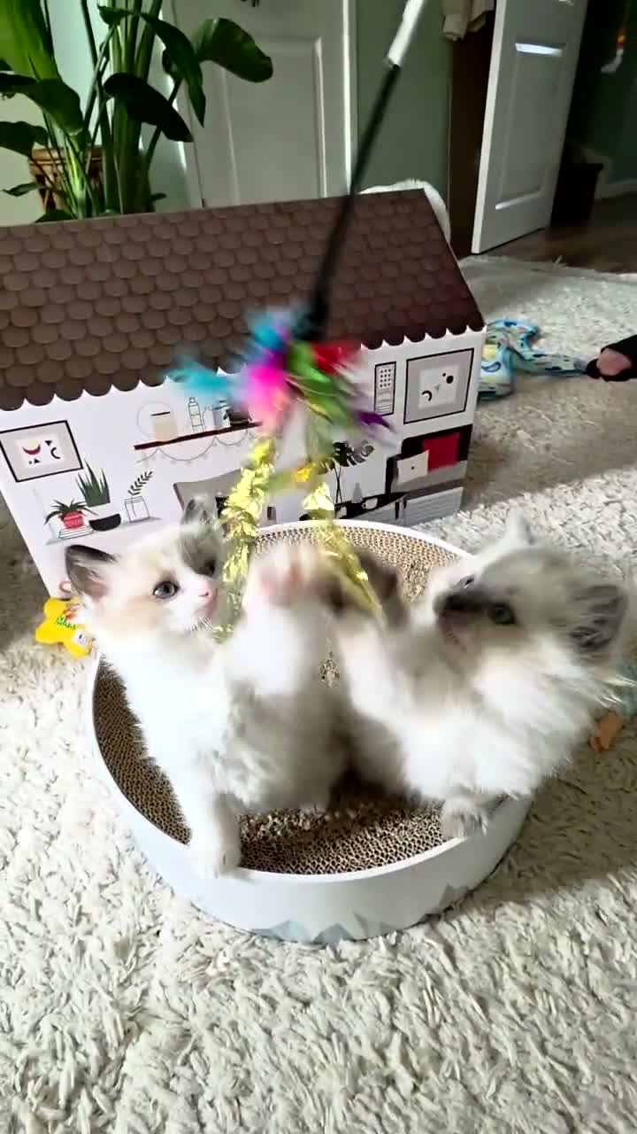 Ragdoll cats for sale: Purebred Ragdoll Kittens in Leigh - Video 1