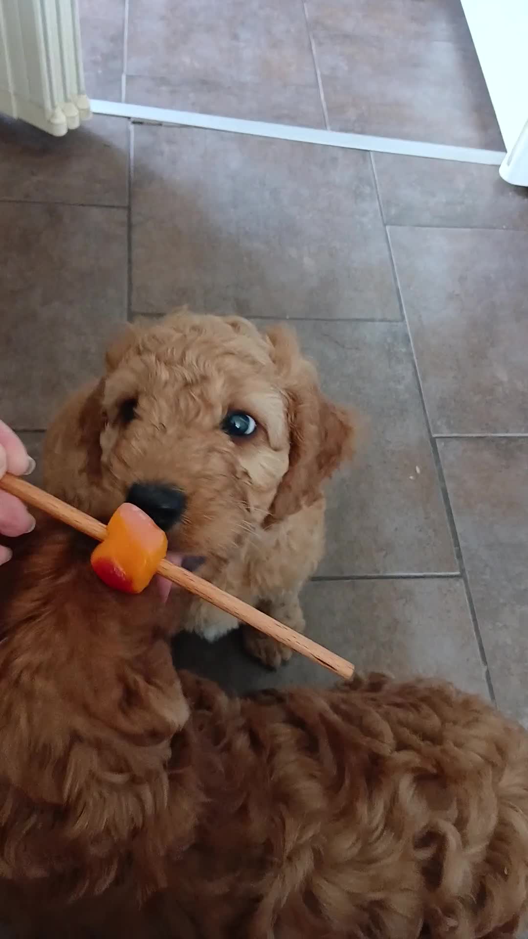 Cockapoo dogs for sale: All now reserved  - Video 1