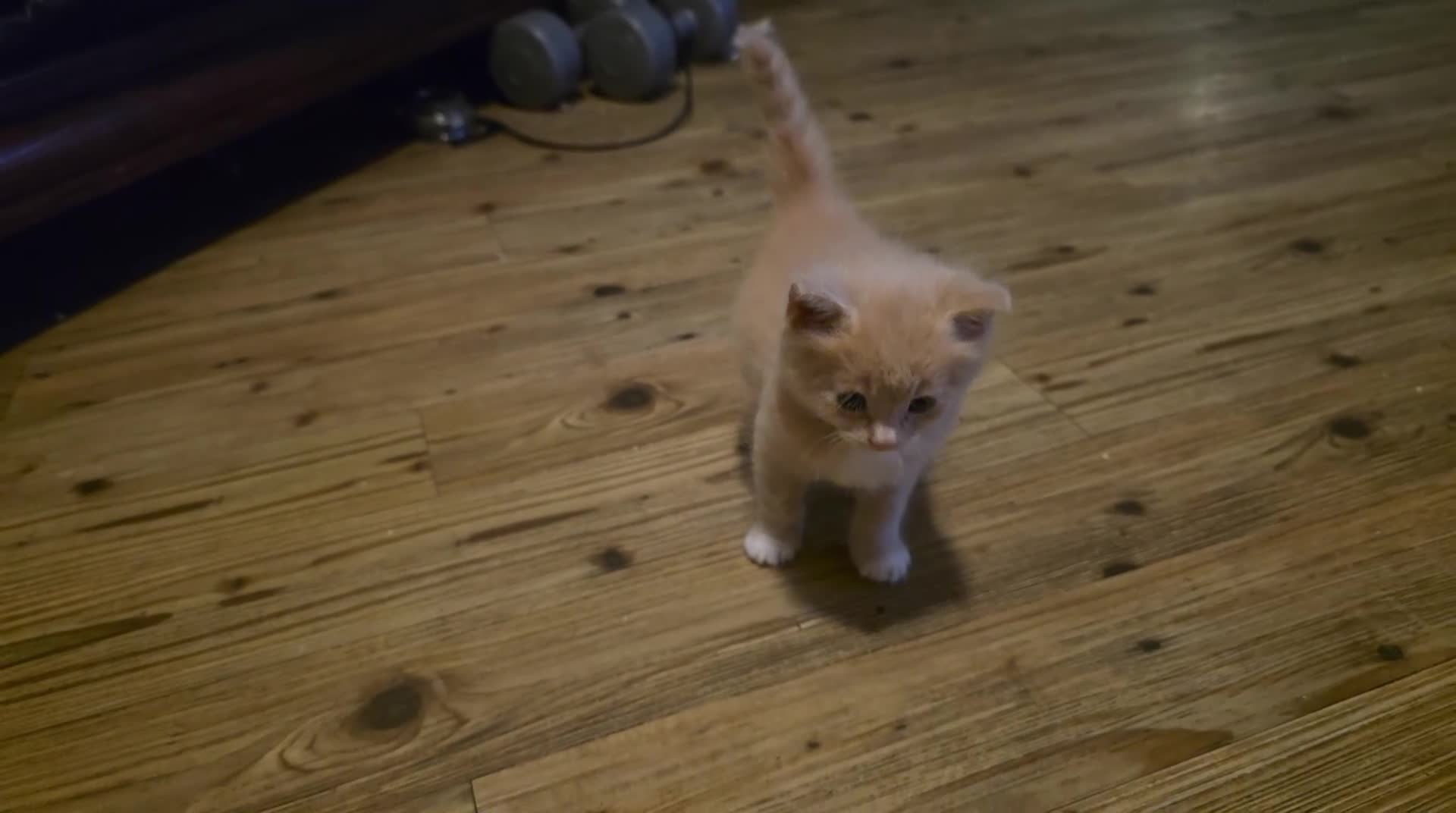 Mixed Breed cats for sale: Half ragdoll 1/2 Maine Coon mother Ragdoll father  - Video 3