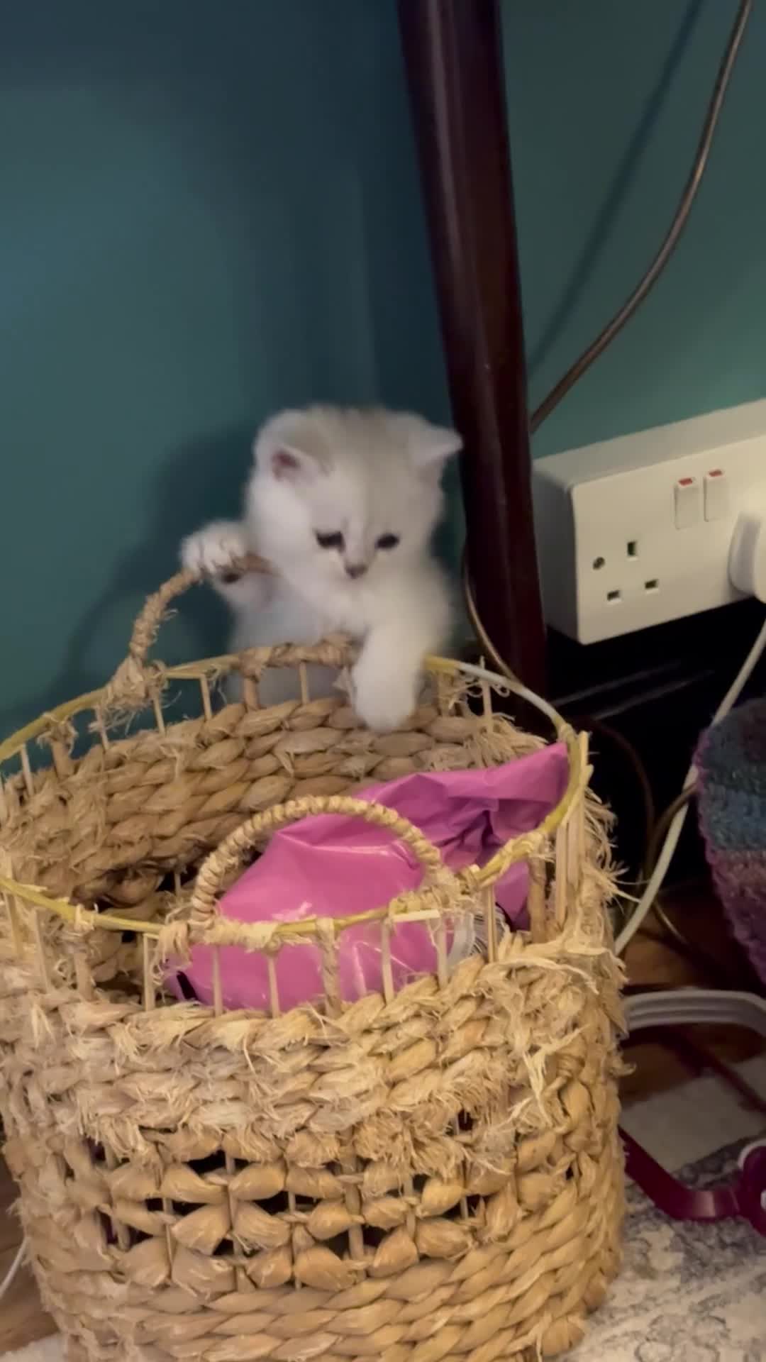 British Shorthair cats for sale: Exquisite litter of rare silver and golden bsh. - Video 2