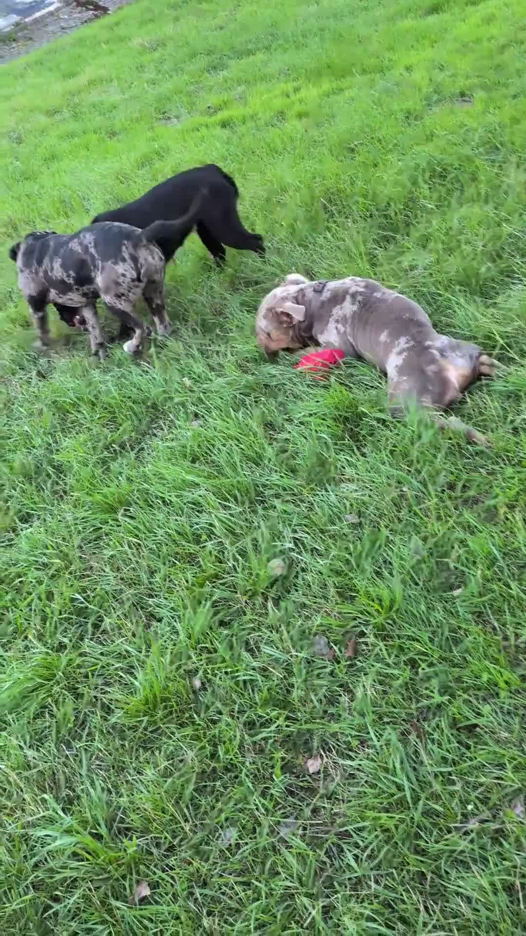 Olde English Bulldogge dogs for sale: Olde English bulldog - Video 2