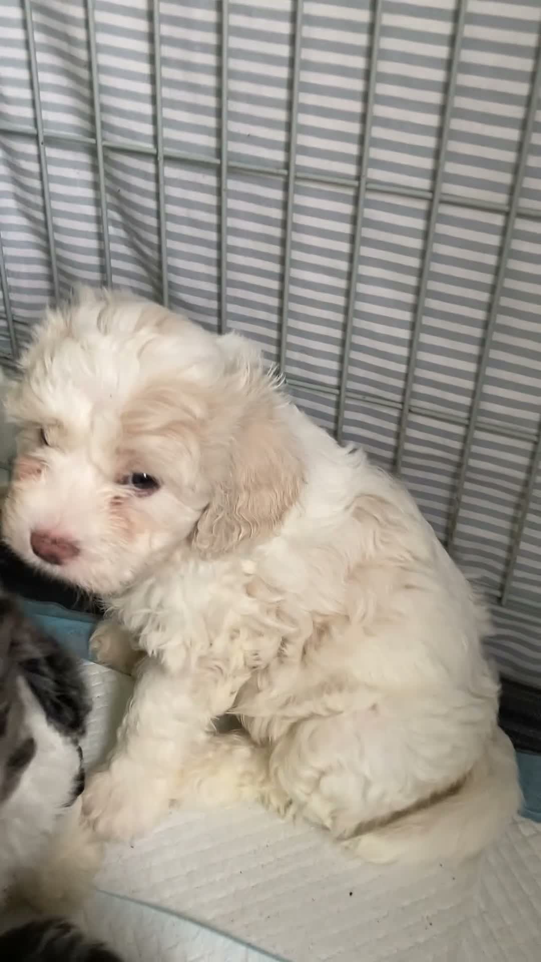 Shihpoo dogs for sale: 1 Shih poo girl ready to leave  - Video 1