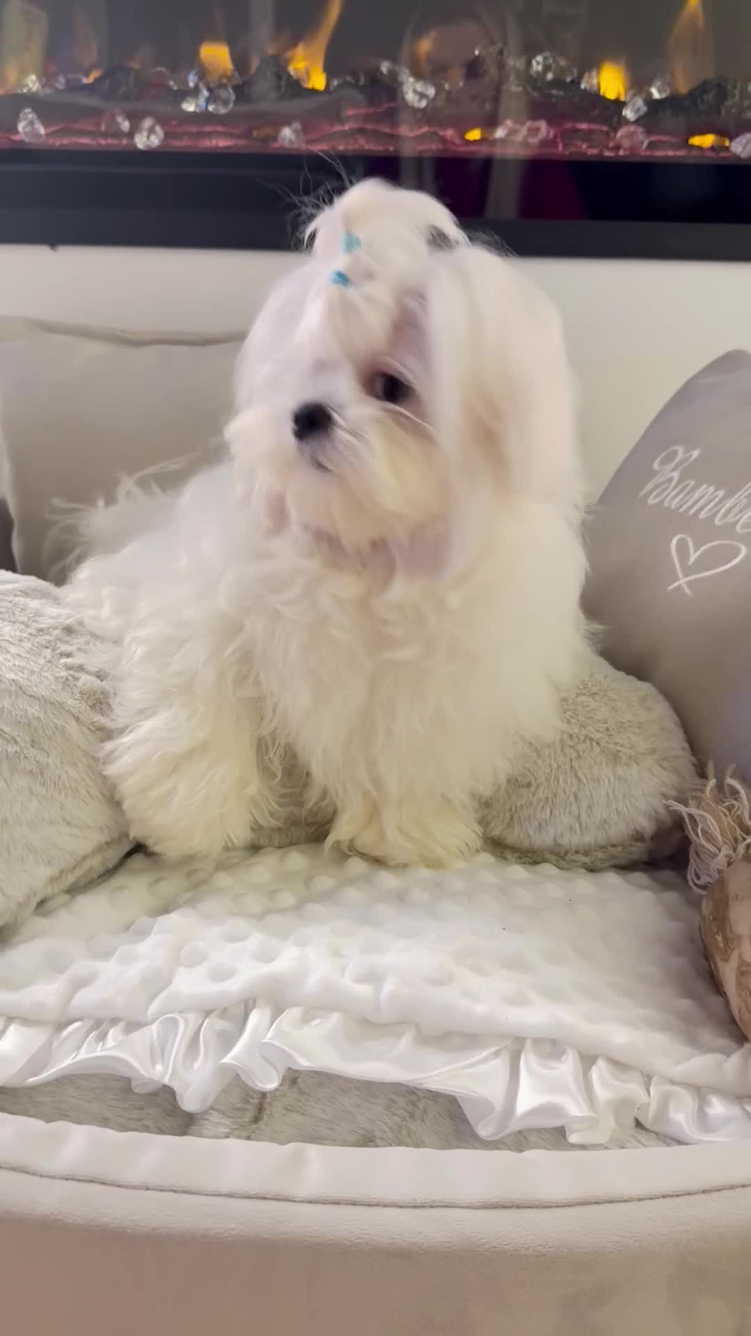 Maltese dogs for sale: Beautiful 6 month old Maltese Puppy Ready Now - Video 1