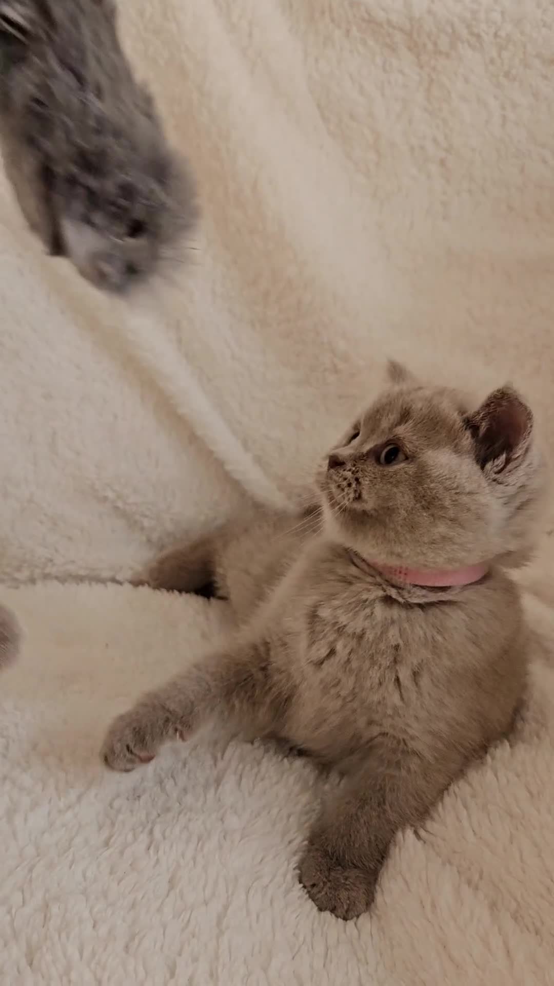 Scottish Fold cats for sale: Stunning Lilac Scottish Fold × BSH Kittens - Video 2