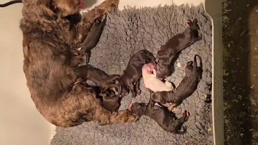 Cockapoo dogs for sale: Cockapoo Puppies Homebred Council Domestic Breeder - Video 1