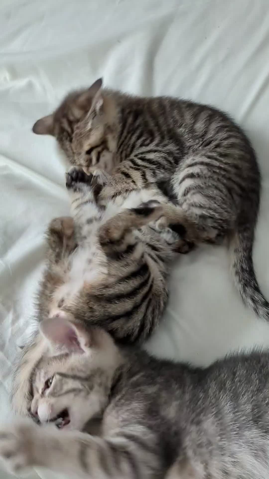 Bengal cats for sale: Spotted Bengal kittens ready now - Video 2