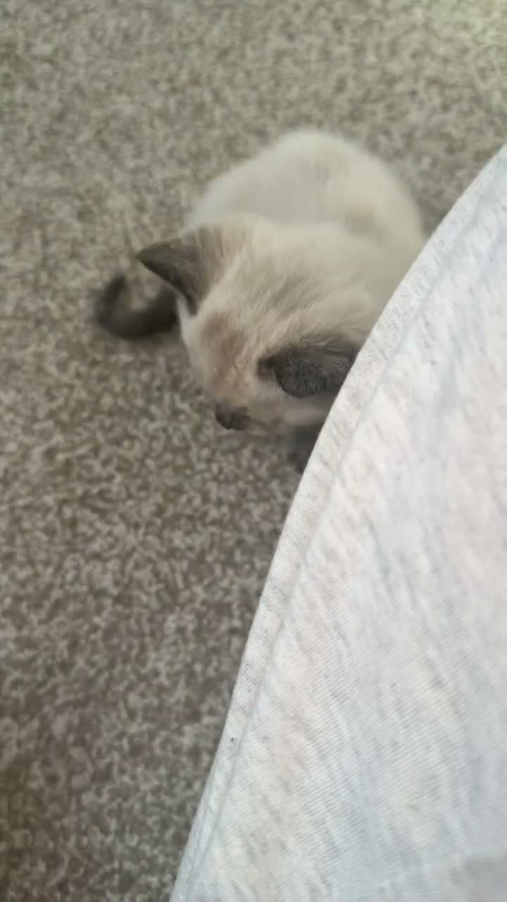 Siamese cats for sale: Siamese - Video 1