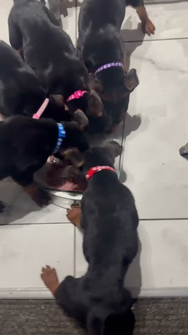 Chinese Red Dog dogs for sale: 3 female Chinese red dog pups, ready 19/10 - Video 1