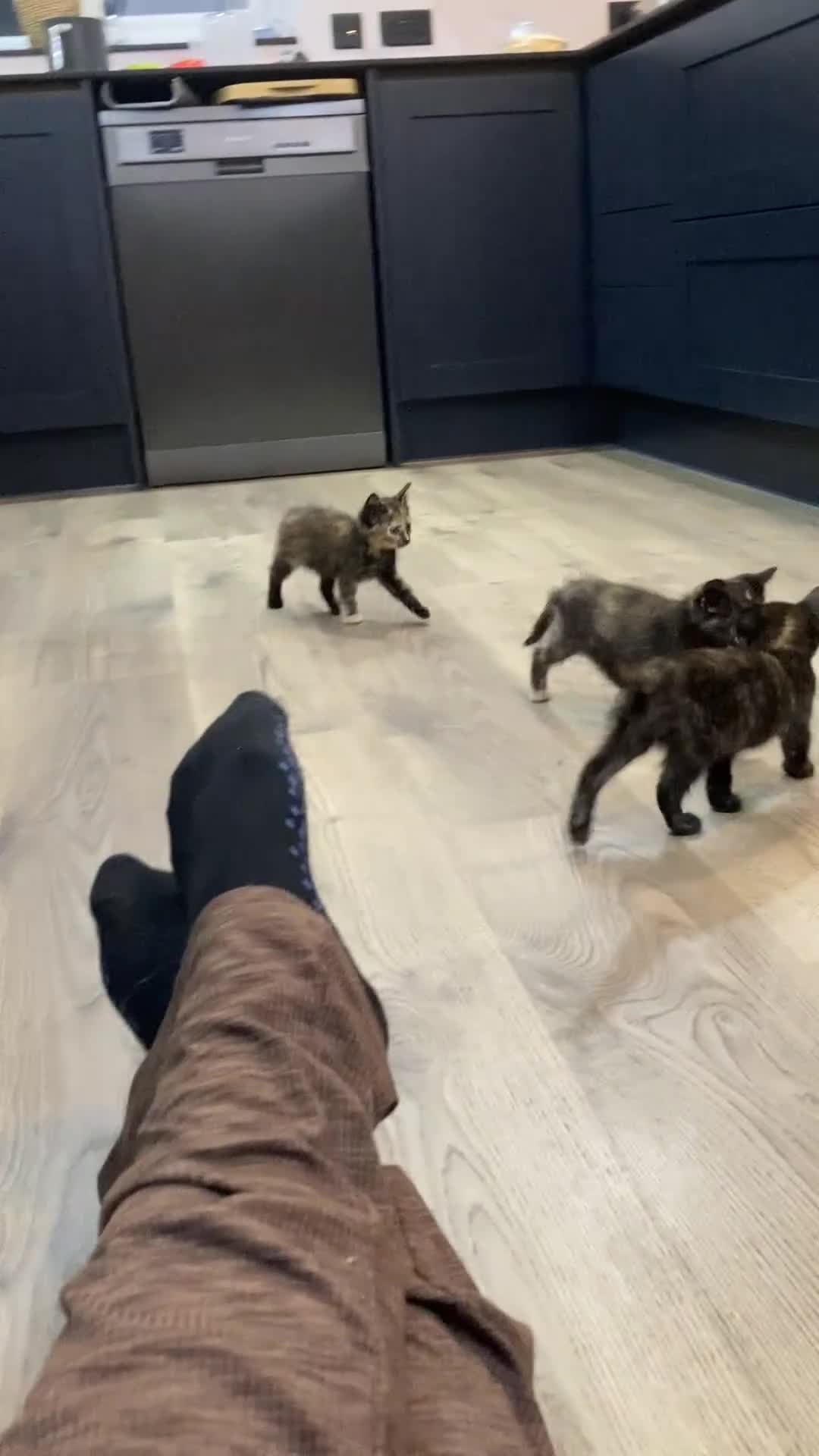 Mixed Breed cats for sale: Semi Longhaired Kittens - Video 3