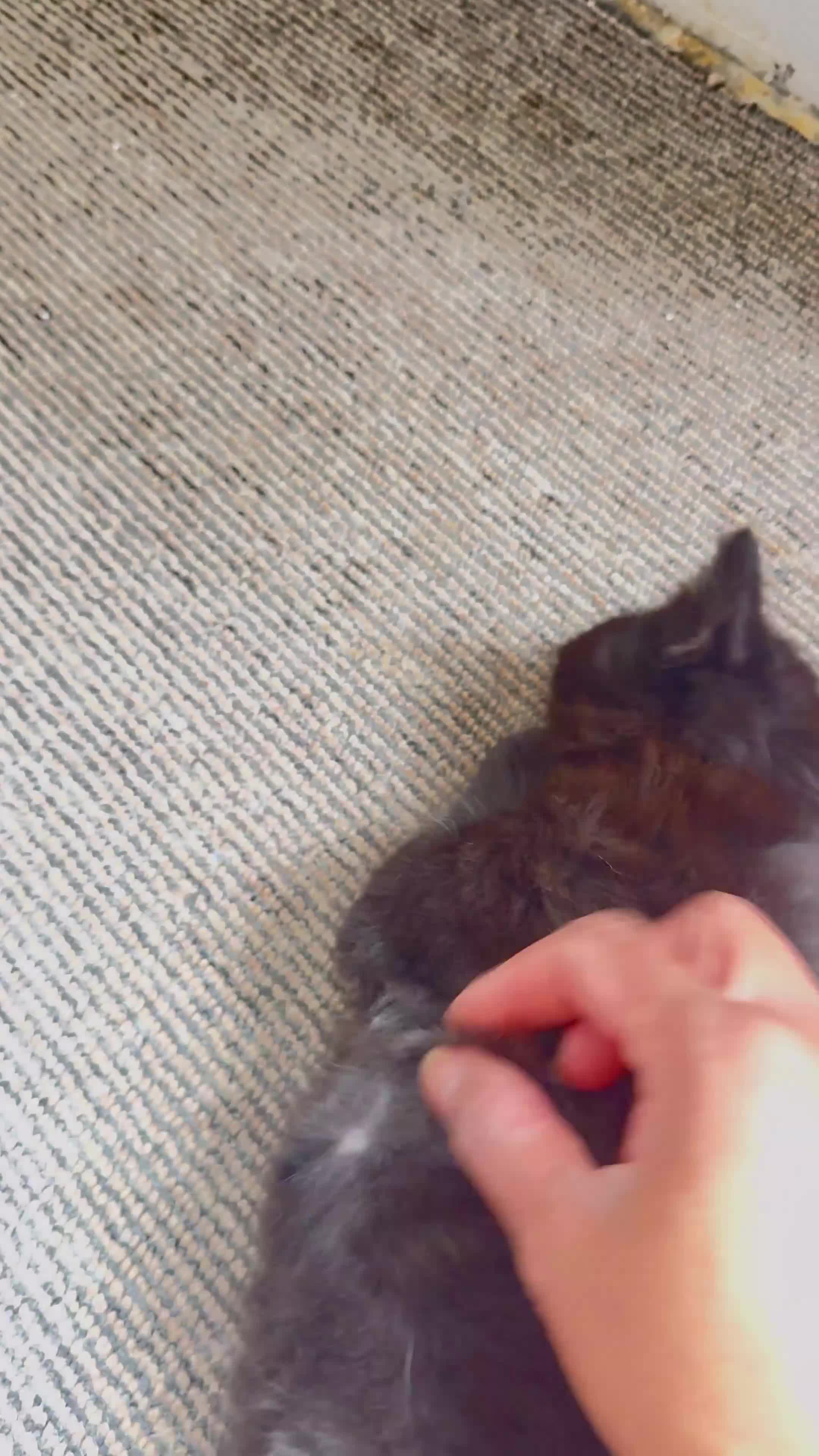 Mixed Breed cats for sale: Lovely kittens - Video 2