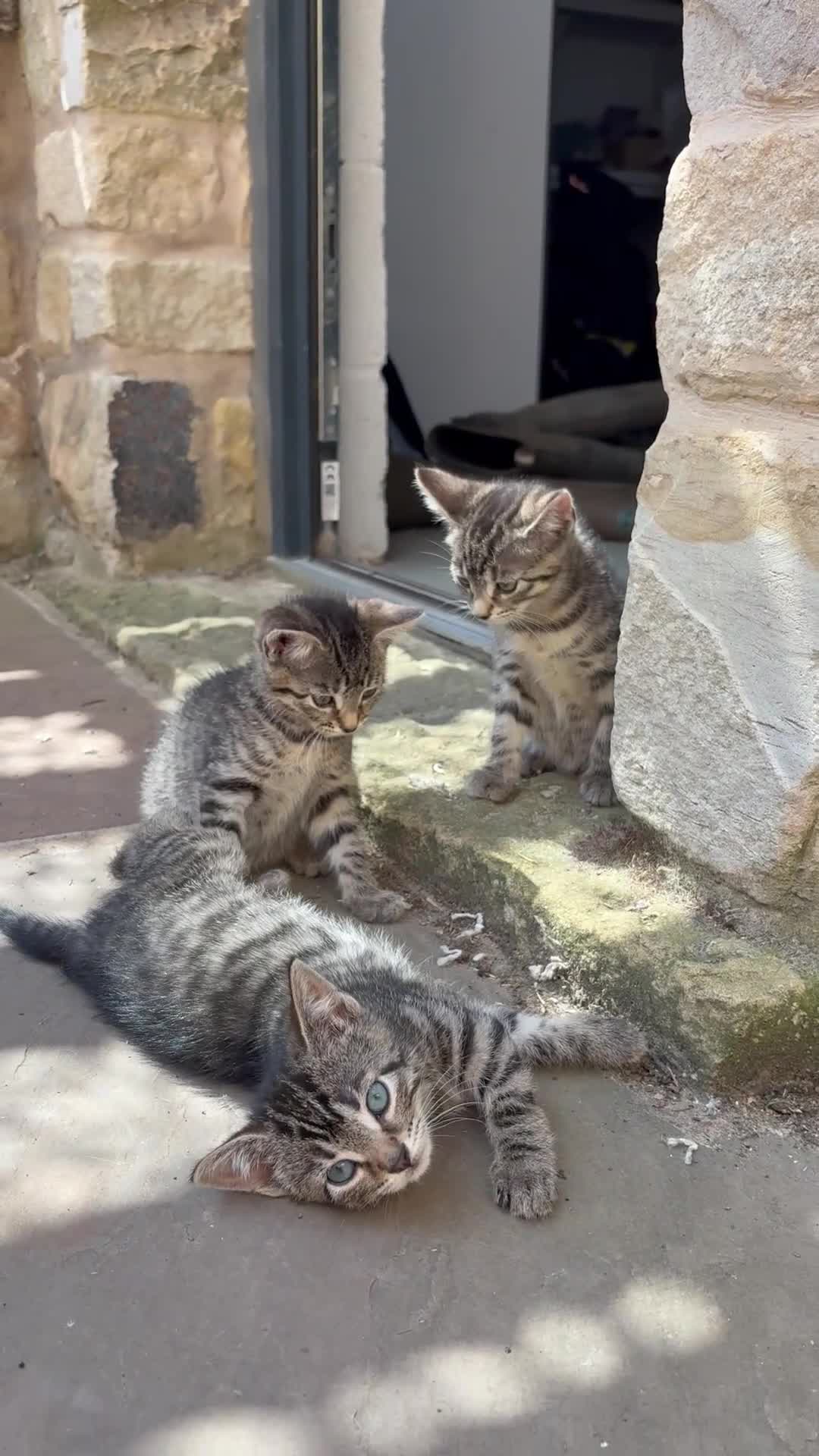 Domestic Shorthair cats for sale: Ready now, tabby kittens  in Preston - Video 1