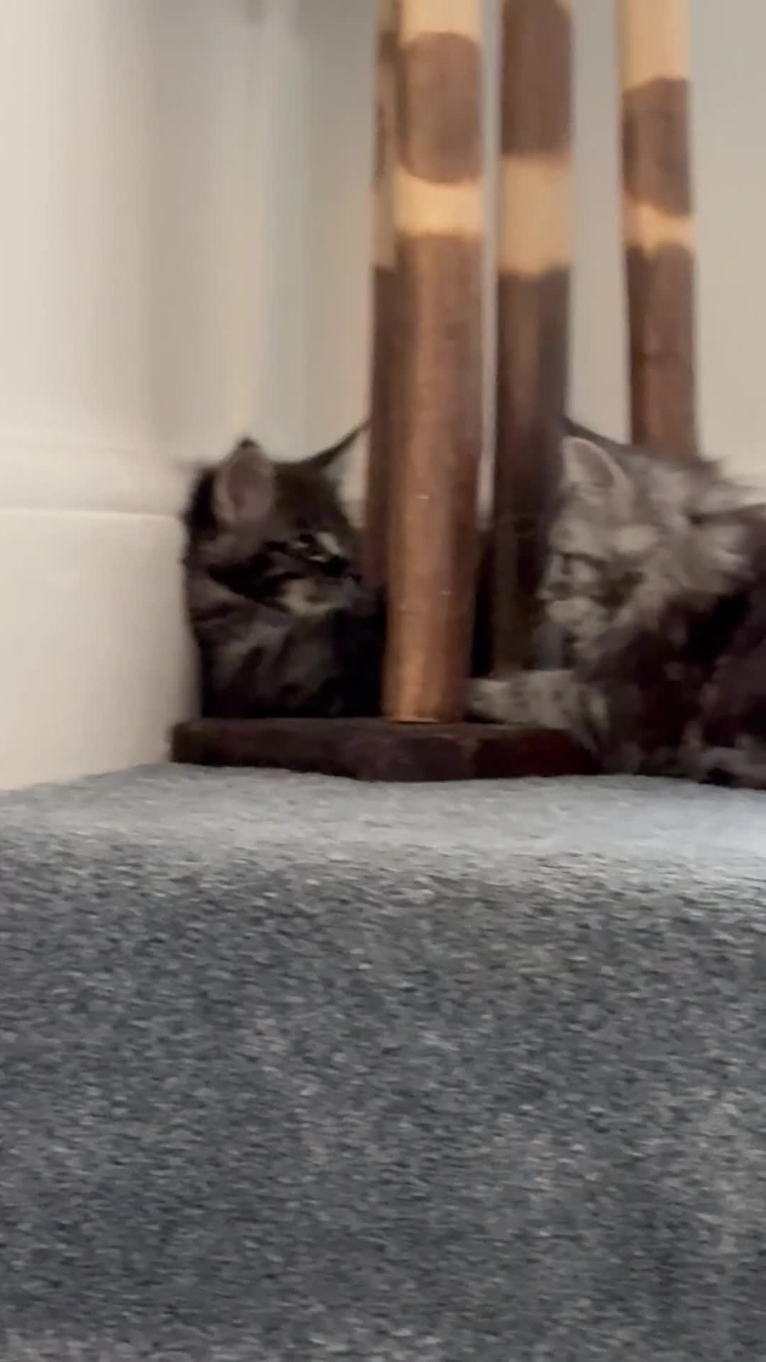Maine Coon cats for sale: Gorgeous kittens  - Video 1