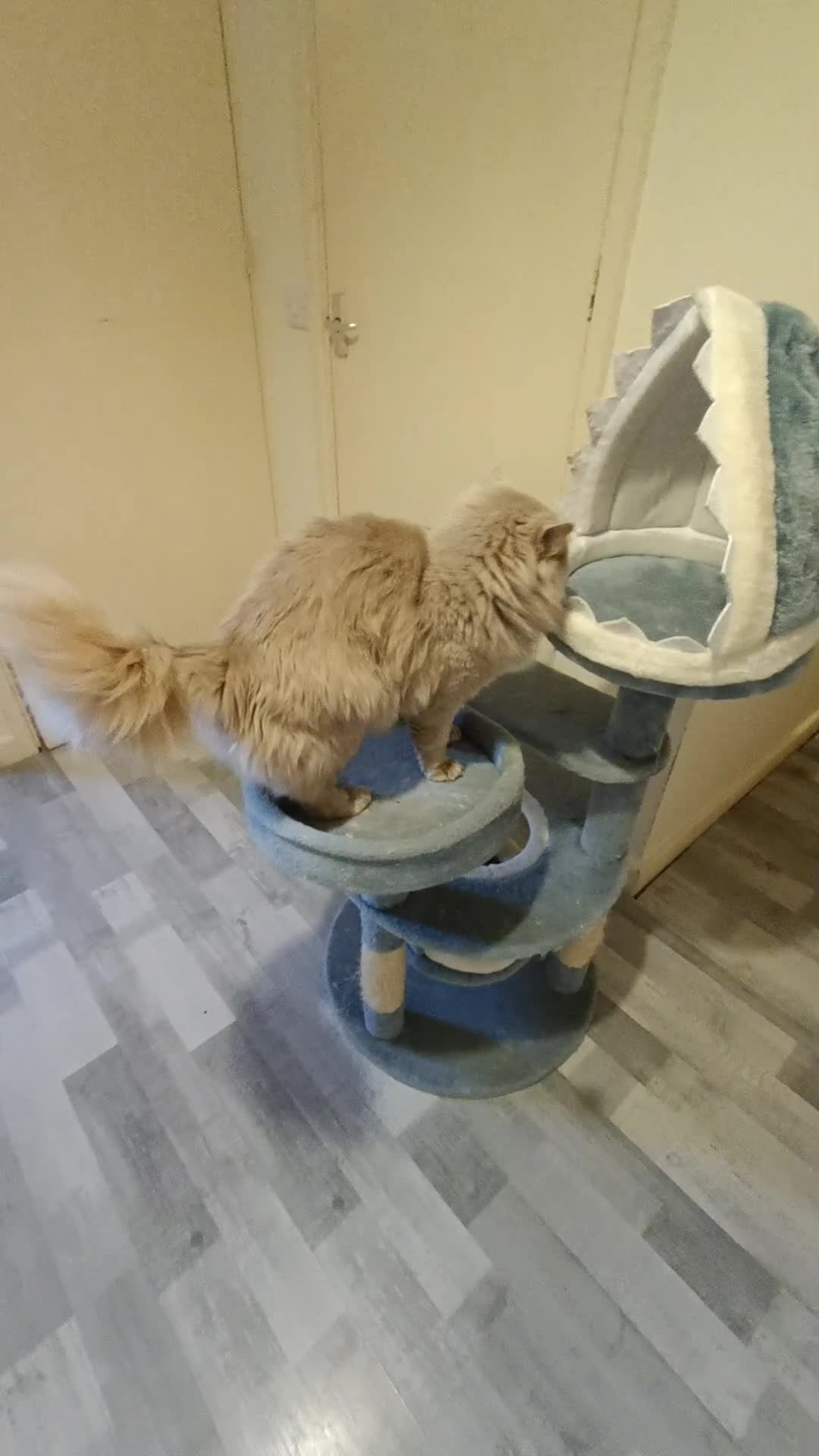 Ragdoll cats for stud: Solid Fawn Ragdoll for stud in Telford - Video 1