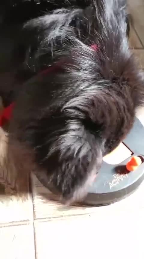 Mixed Breed dogs for adoption: 💖🐶 LILU JET 🐶💖 - Video 1