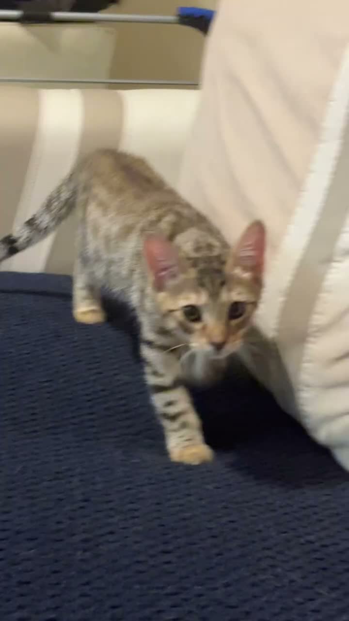 British Shorthair cats for sale: Shorthair Tabby For Sale - Video 1