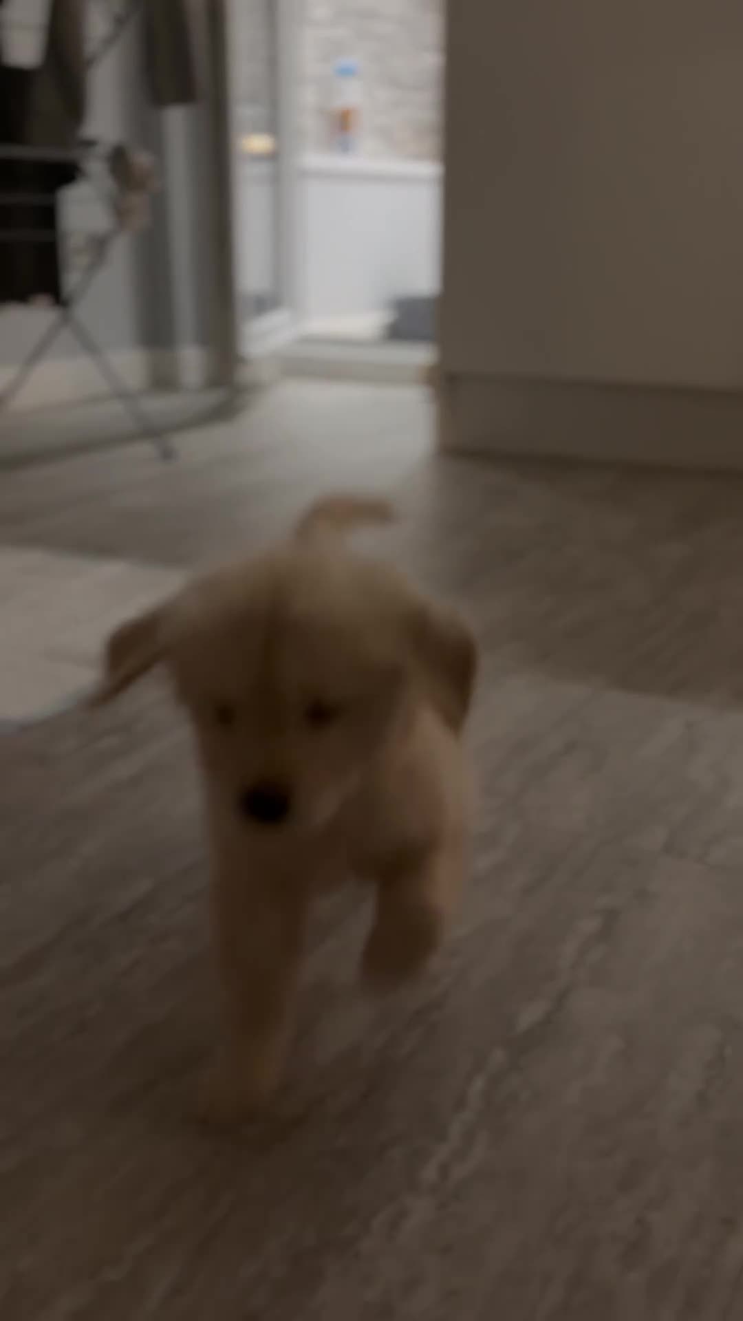 Golden Retriever dogs for sale: Golden Retriever Girl   - Video 2