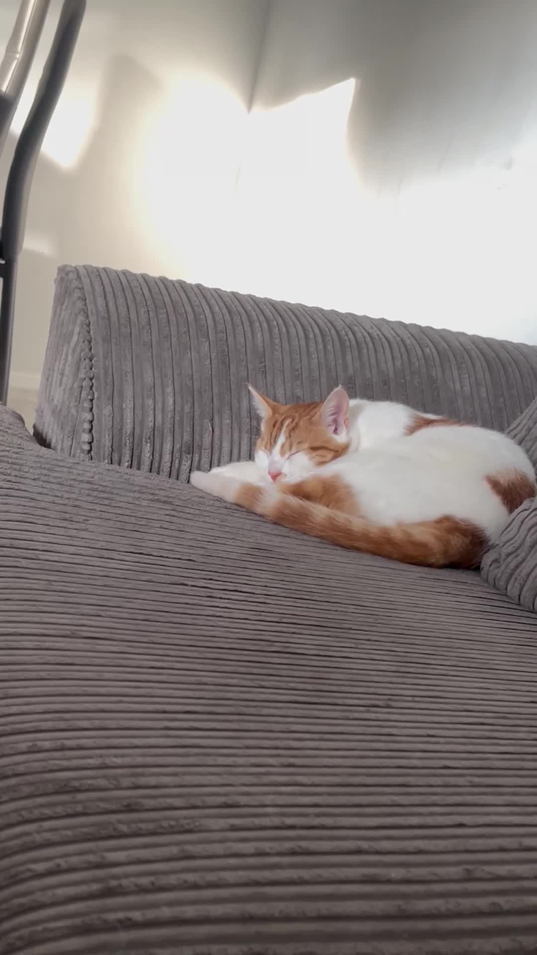 British Shorthair cats for sale: Beautiful ginger cat for sale  in London - Video 3