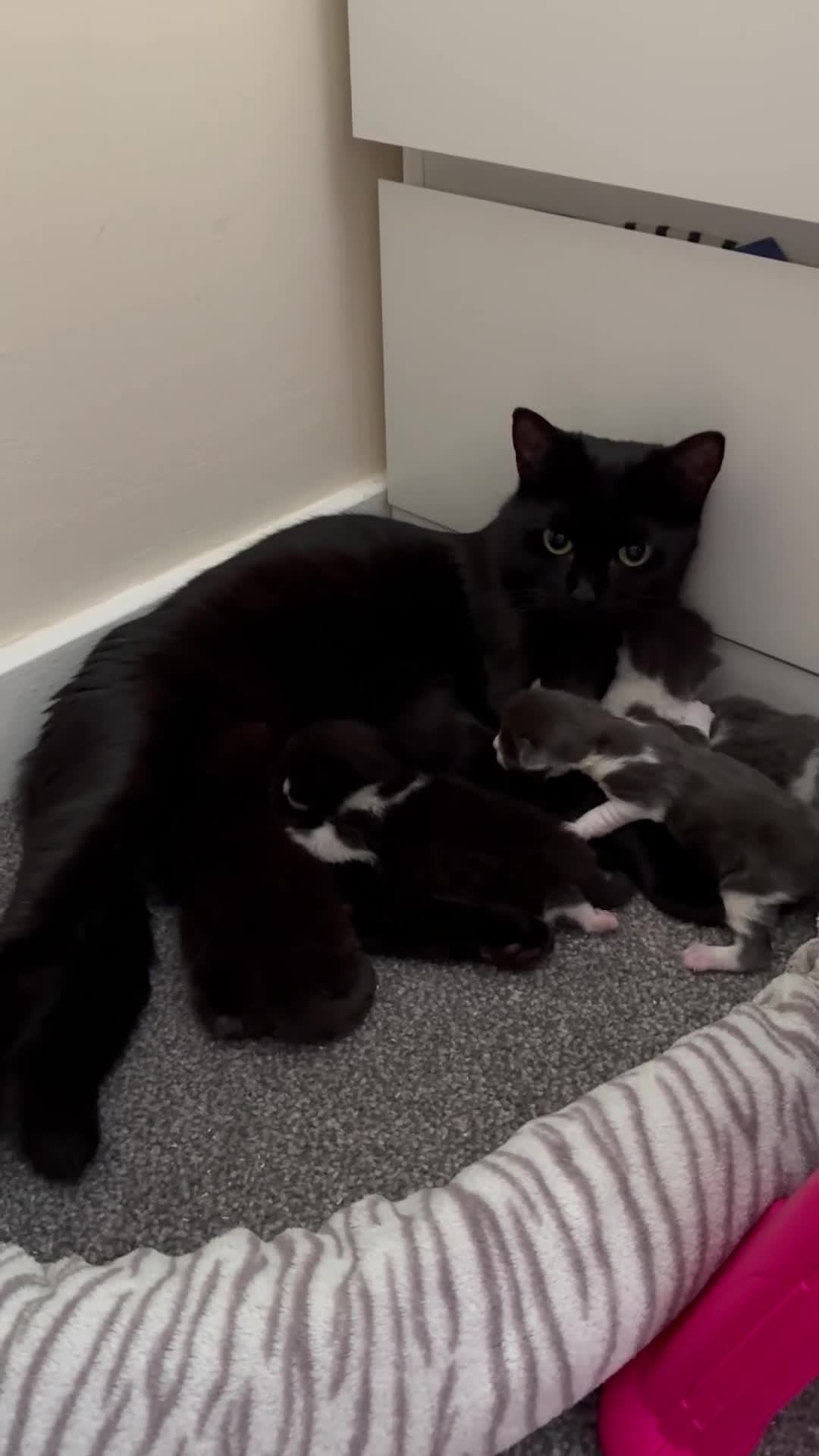 Domestic Shorthair cats for sale: LovelyLitter of 5 Healthy Kittens ready to reserve in Wednesbury - Video 2