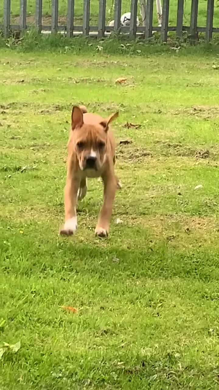 Mixed Breed dogs for sale: Tyson  - Video 1