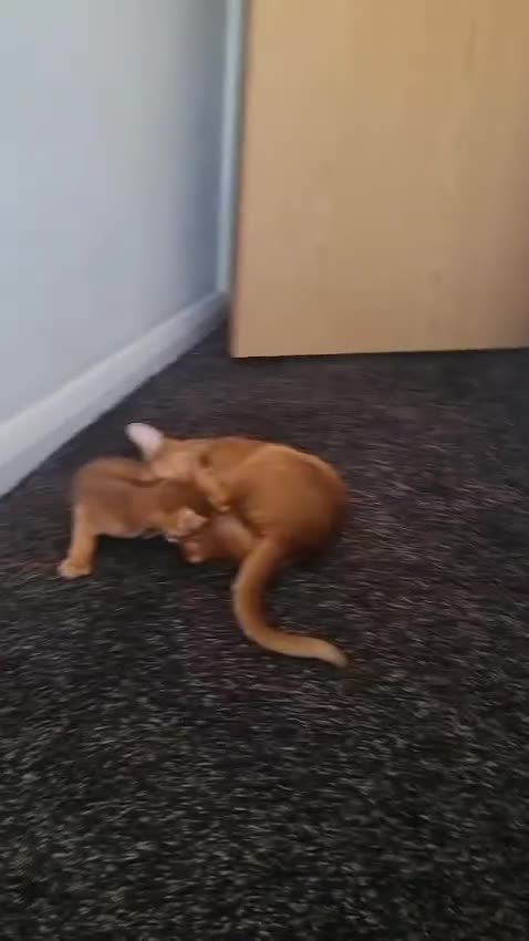 Abyssinian cats for sale: Abyssinian Kitten for Sale in London - Video 1