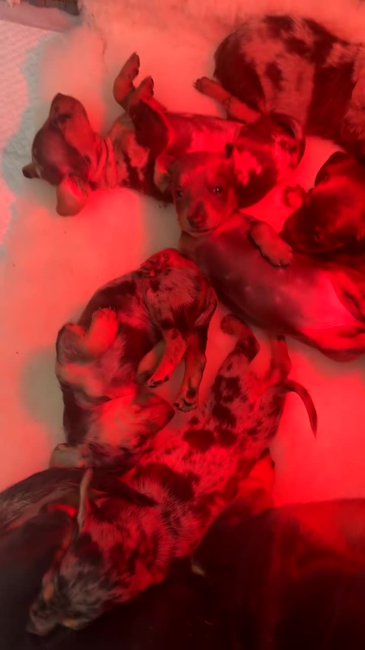 Miniature Dachshund dogs for sale: Miniature long haired Dachshund  - Video 1