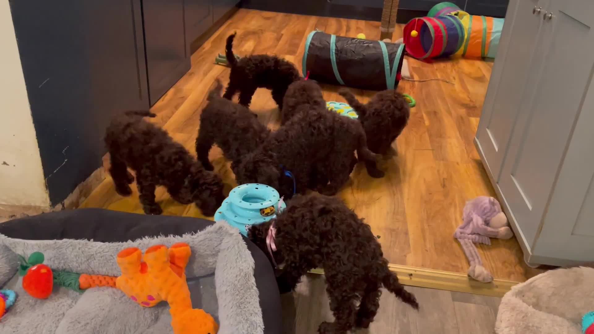 Cockapoo dogs for sale: Chocolate Cockapoo Puppies - PRICE REDUCED - Video 1