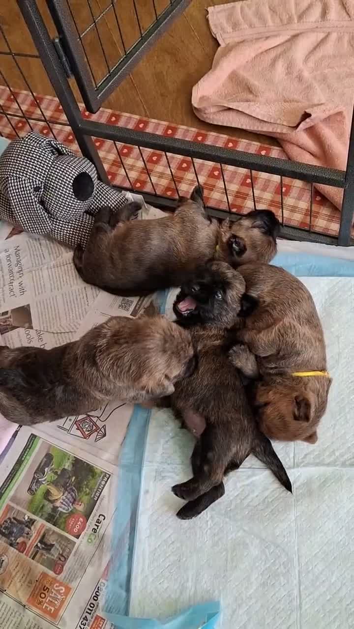 Cairn Terrier dogs for sale: Stunning pedigree litter bred from champion cairns - Video 2