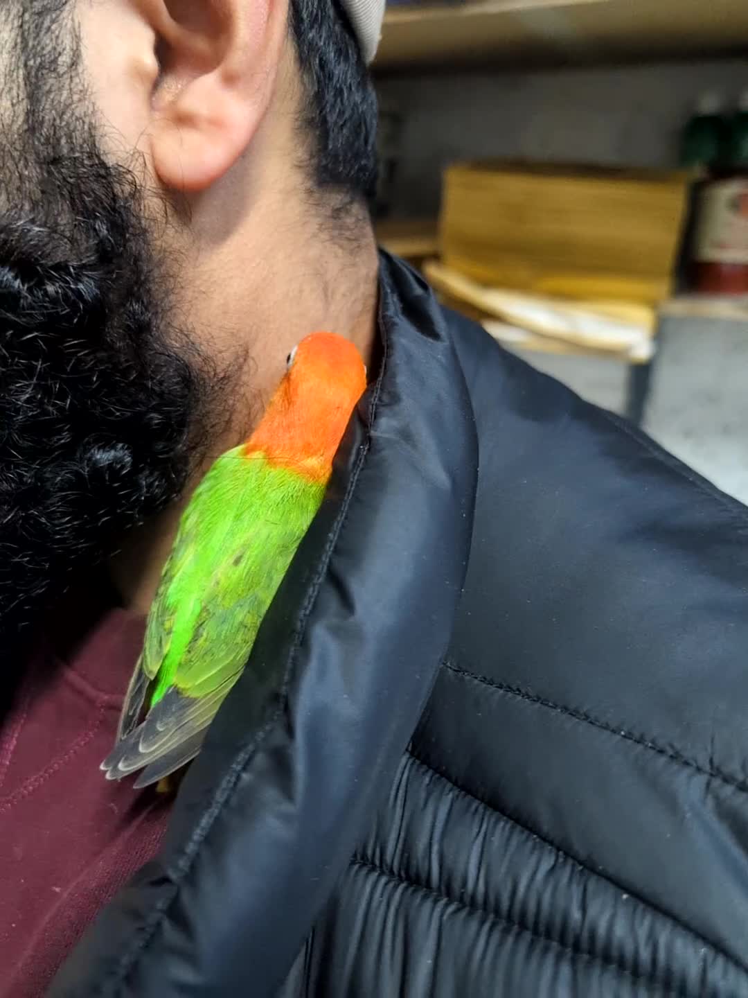 Lovebirds birds for sale: Hand Reared New Born Love Birds - Video 5