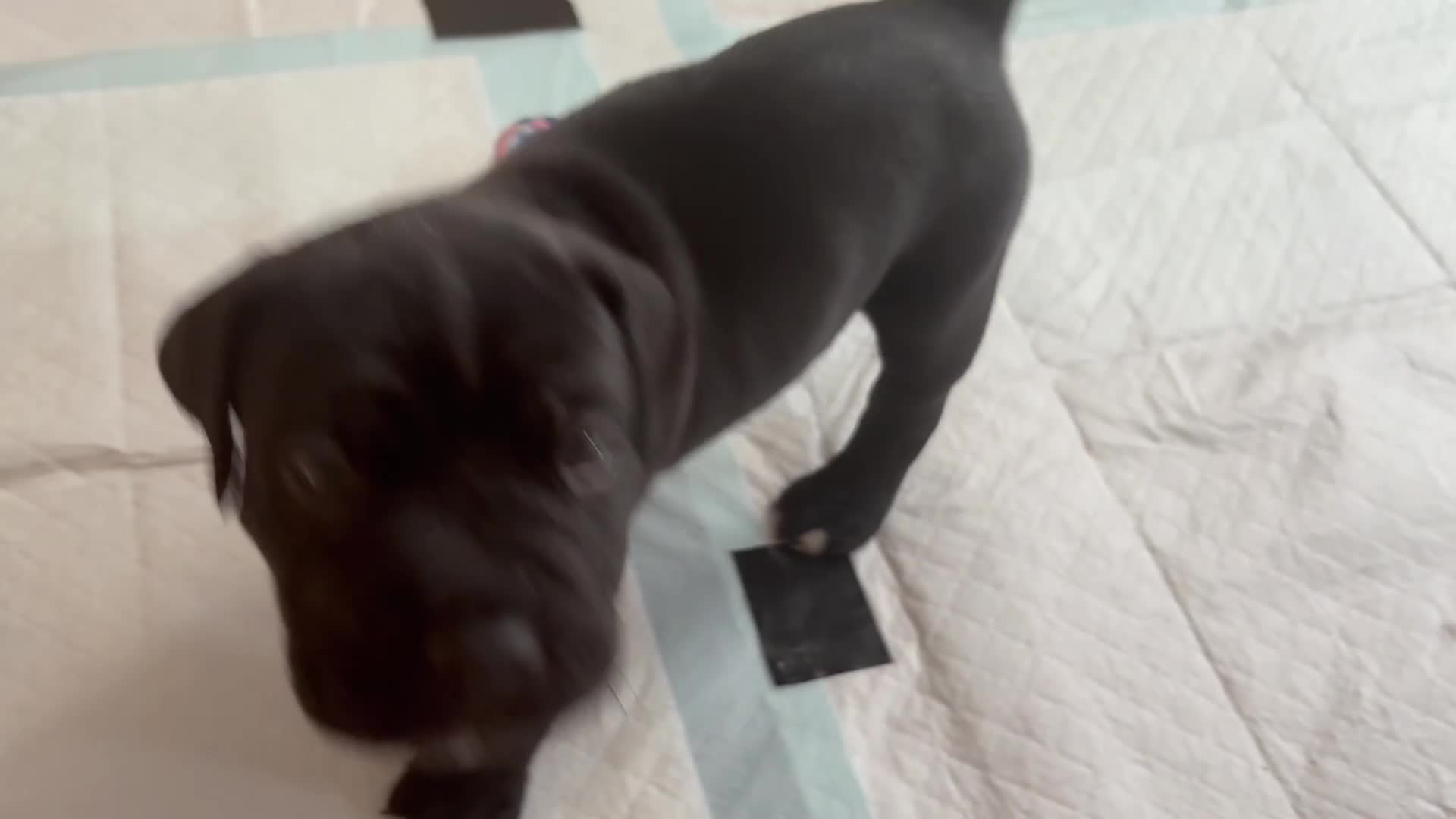 Mixed Breed dogs for sale: Cane Corso x boerboel  - Video 2