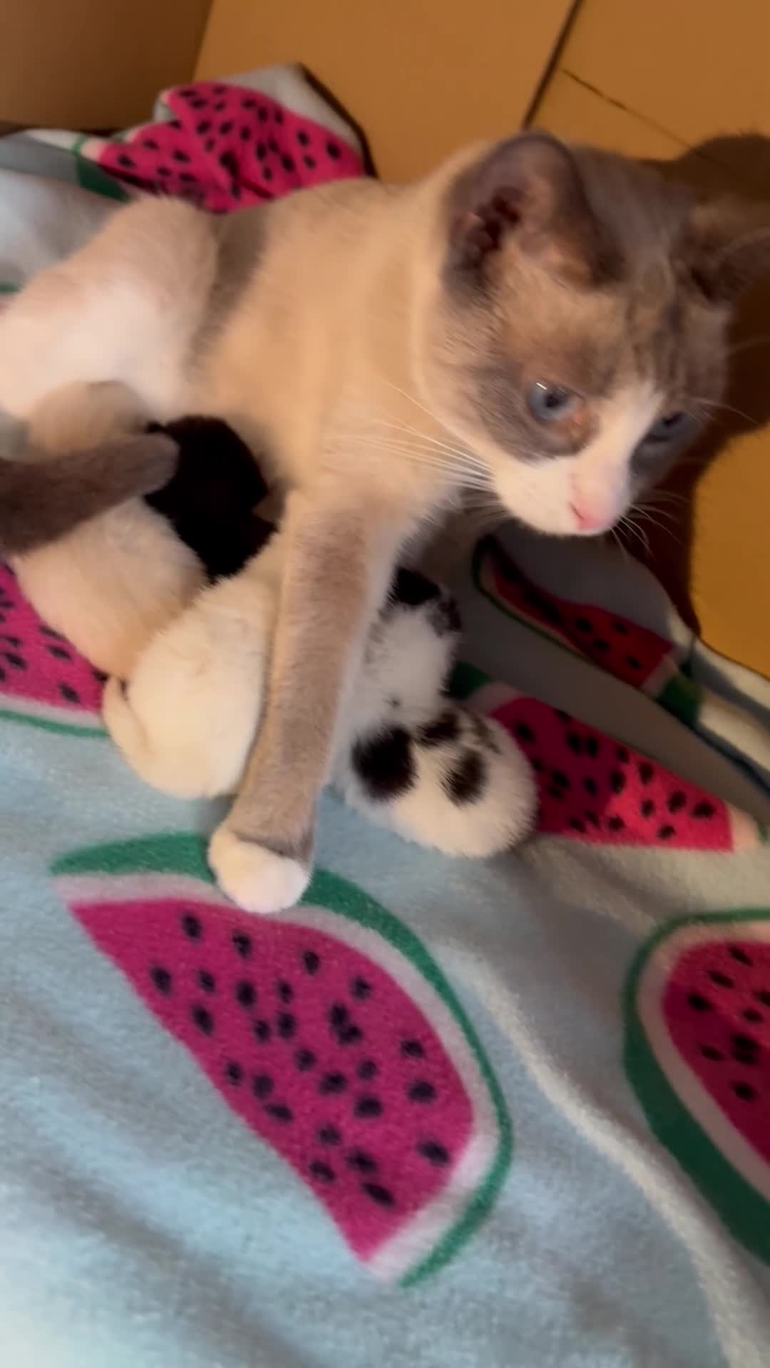 Siamese cats for sale: Siamese stunners  - Video 3