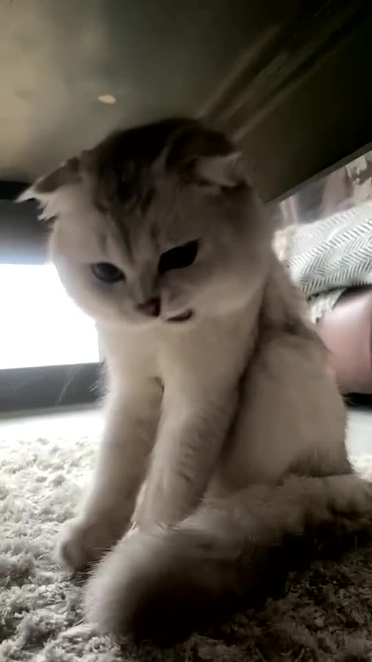 Scottish Fold cats for sale:  Beautiful Scottish Fold ready for Their New Homes - Video 2