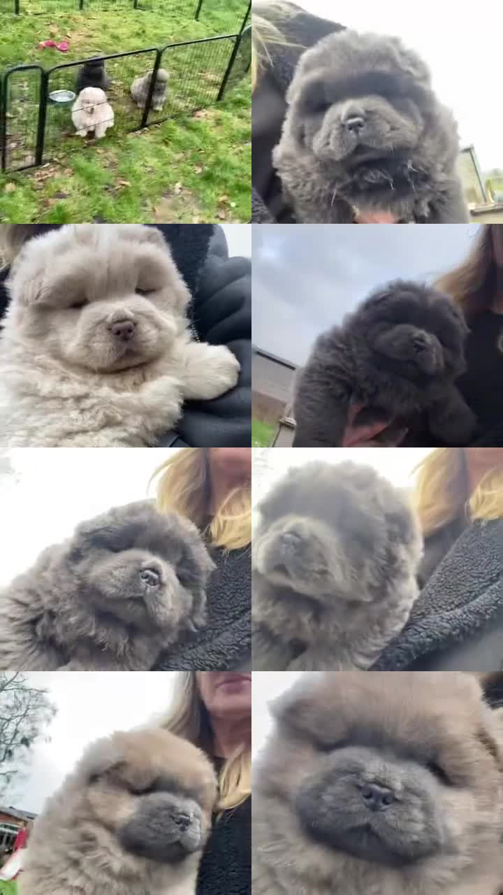Chow Chow dogs for sale: Stunning Chow chow pups ready for new homes  - Video 1