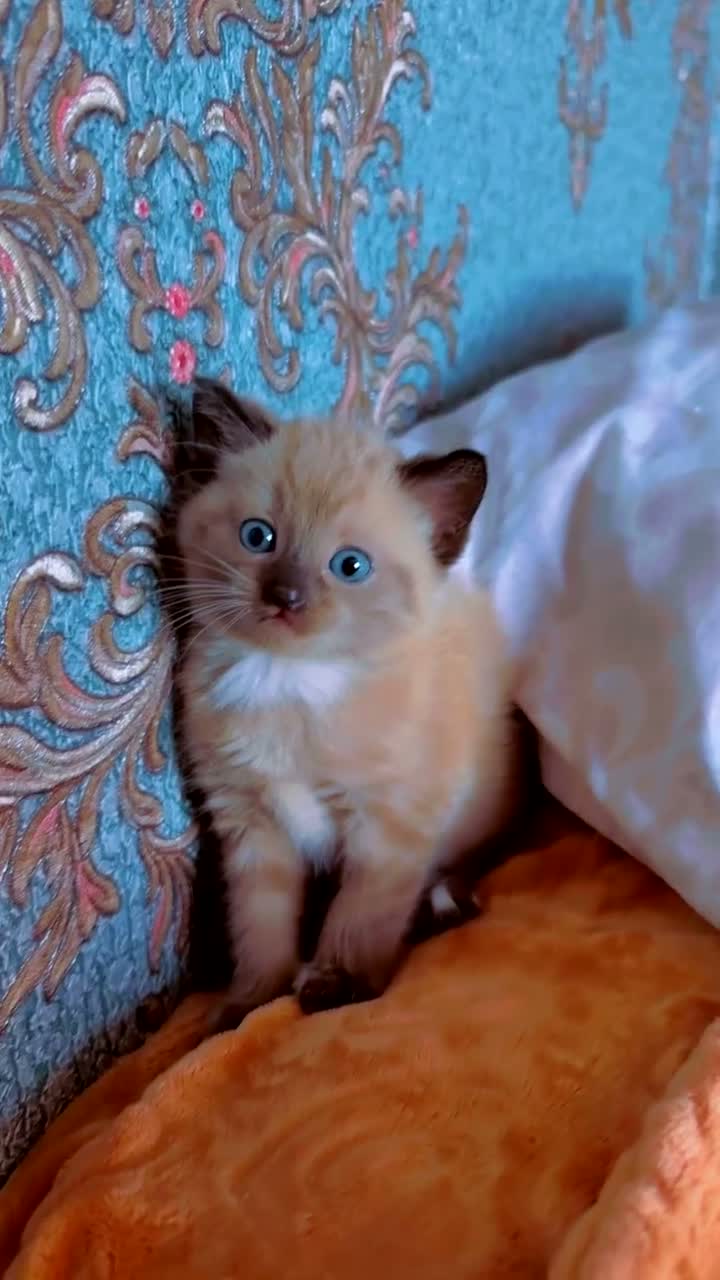 Ragdoll cats for sale: 4 Gorgeous Ragdoll kittens 🐾🎀 - Video 2