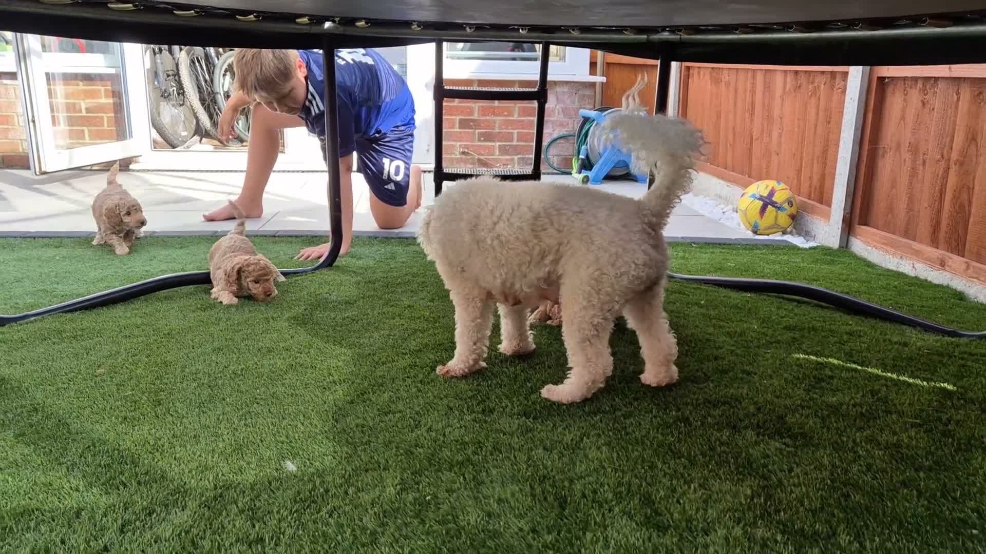 Cockapoo dogs for sale: Last cockapoo puppy available NOW - Video 2