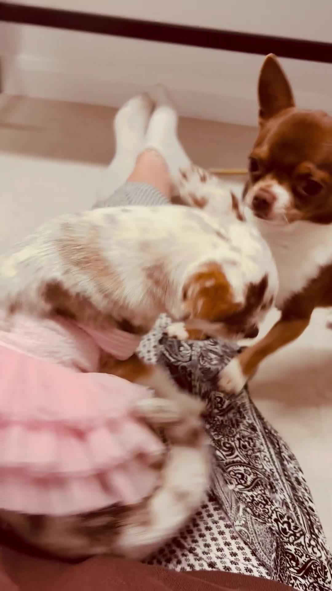 Chihuahua dogs for stud: Super tiny apple head chihuahua for stud  - Video 1