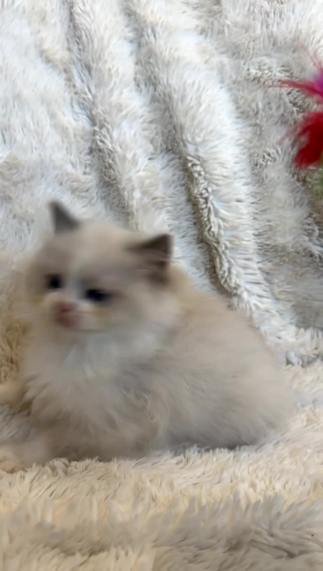 Ragdoll cats for sale: Female Blue Bi Colour and Kittens in Birmingham - Video 4